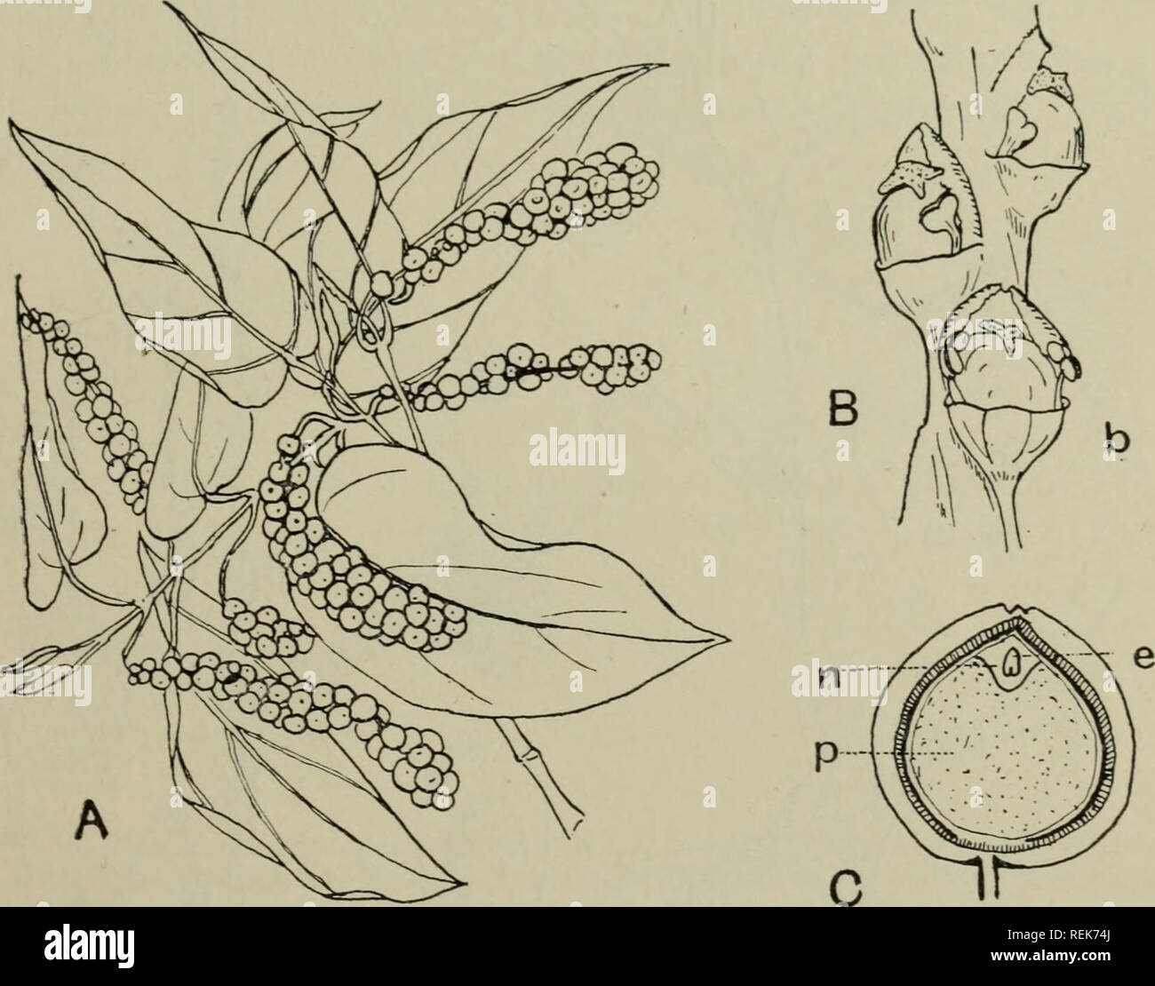 Detail Gambar Pensil Dan Tropi Nomer 55