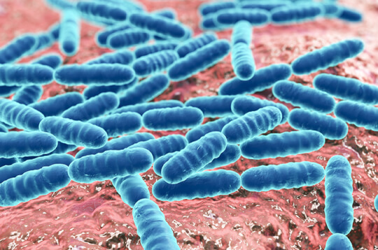 Detail Gambar Penyakit Akibat Bakteri Nomer 19