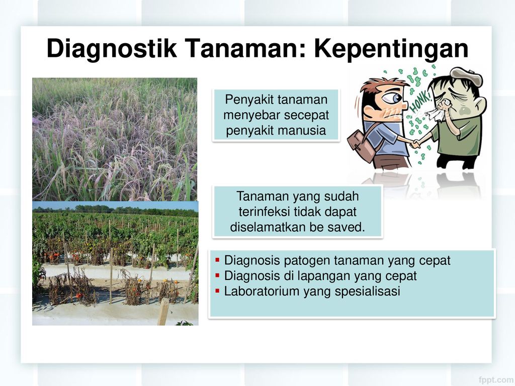 Detail Gambar Penyakit Akibat Bakteri Ppt Nomer 11