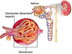 Detail Gambar Penyakit Albuminuria Nomer 6