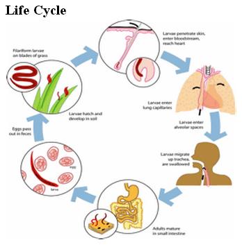 Detail Gambar Penyakit Anchilostomiasis Nomer 39