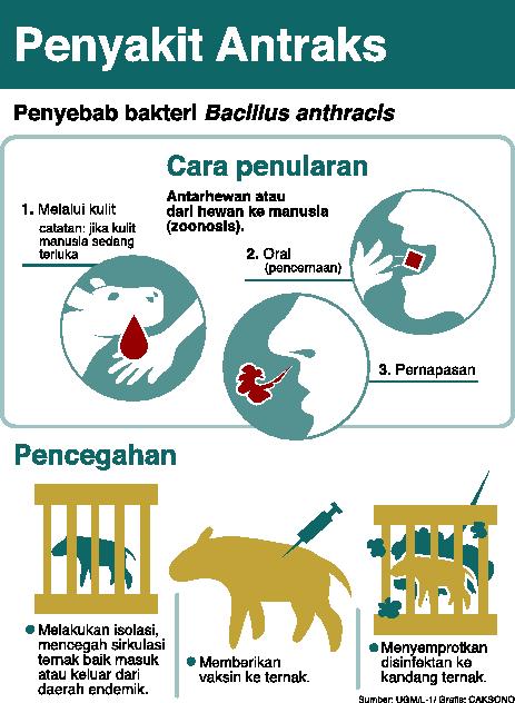 Detail Gambar Penyakit Antraks Nomer 21