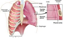 Detail Gambar Penyakit Asfiksi Nomer 40