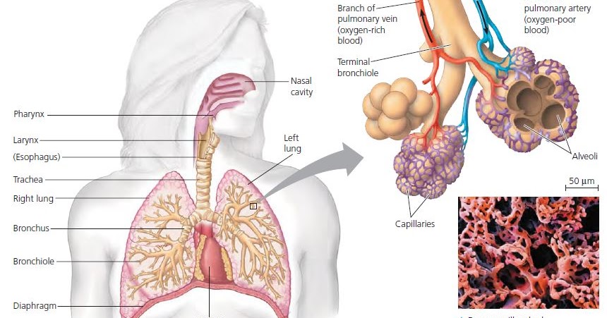 Detail Gambar Penyakit Asfiksi Nomer 41