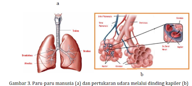 Detail Gambar Penyakit Asfiksi Nomer 51