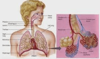 Detail Gambar Penyakit Asfiksi Nomer 54