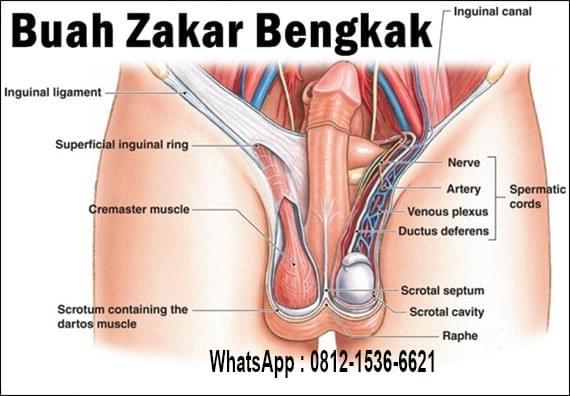 Detail Gambar Penyakit Buah Zakar Nomer 22