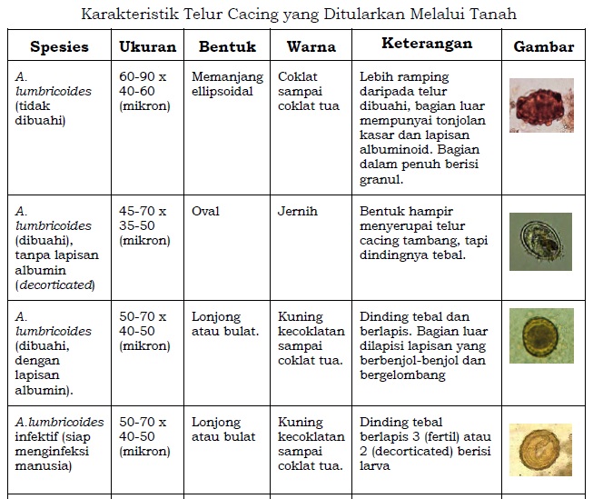 Detail Gambar Penyakit Cacing Ppita Nomer 46
