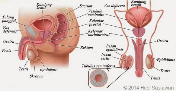 Detail Gambar Penyakit Epididimitis Nomer 8