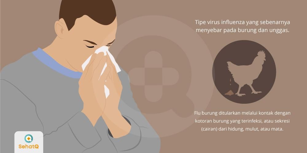 Gambar Penyakit Flu Burung - KibrisPDR