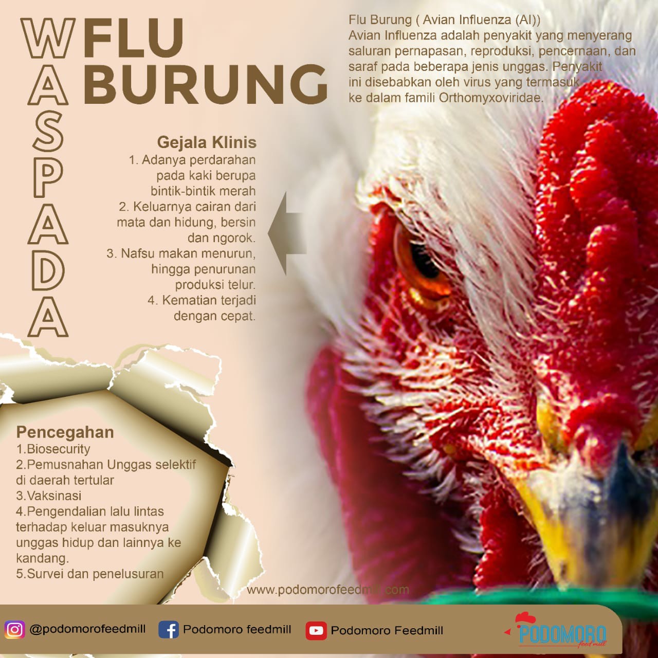 Detail Gambar Penyakit Flu Burung Nomer 14
