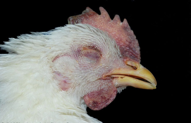 Detail Gambar Penyakit Flu Burung Nomer 16