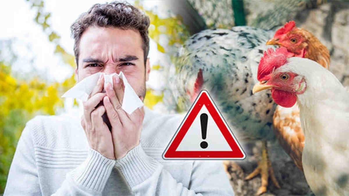 Detail Gambar Penyakit Flu Burung Nomer 3
