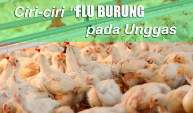 Detail Gambar Penyakit Flu Burung Nomer 25