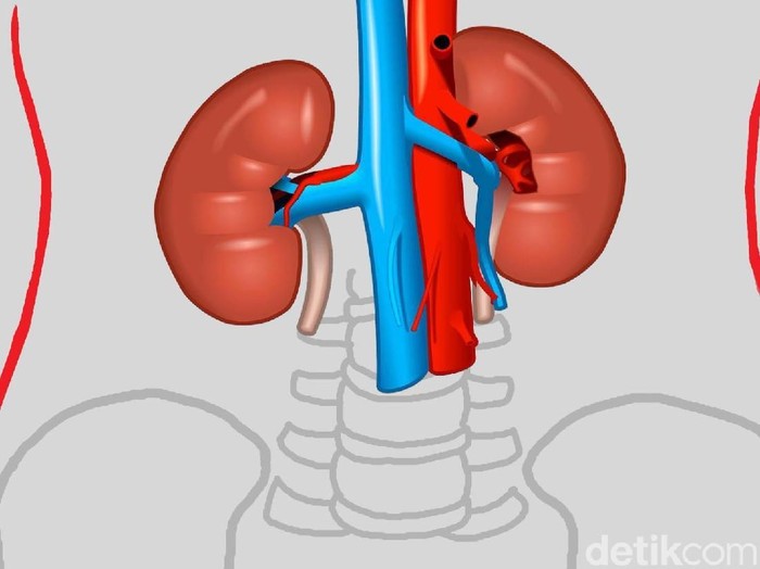 Detail Gambar Penyakit Ginjal Nomer 35