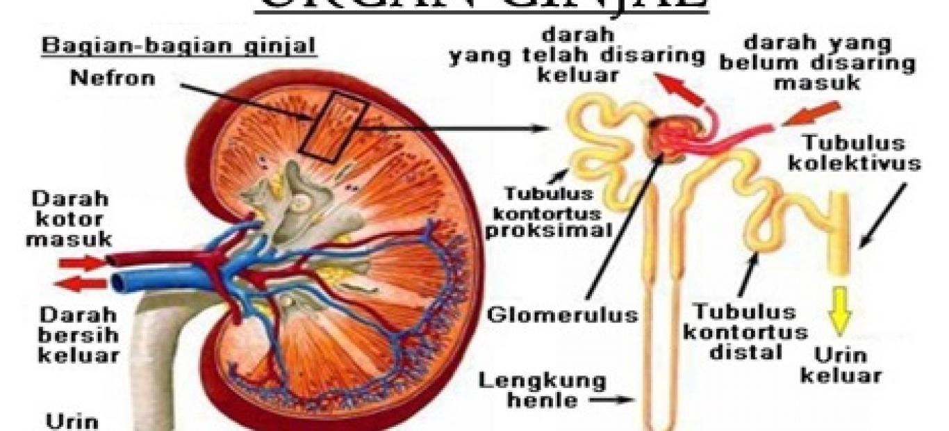 Detail Gambar Penyakit Ginjal Akut Nomer 27