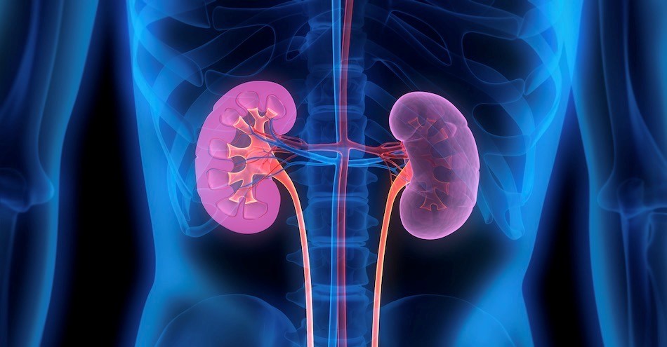 Detail Gambar Penyakit Hematuria Nomer 11