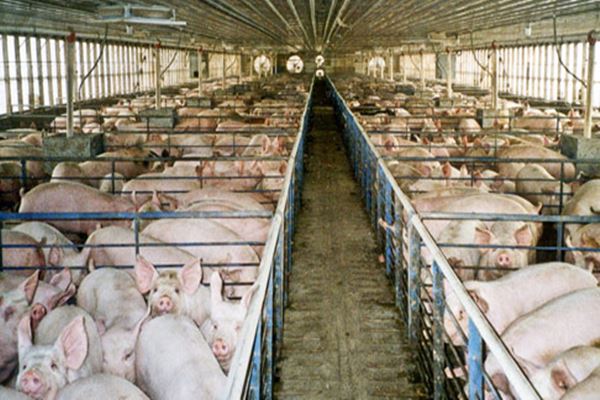Detail Gambar Penyakit Hewan Babi Nomer 10