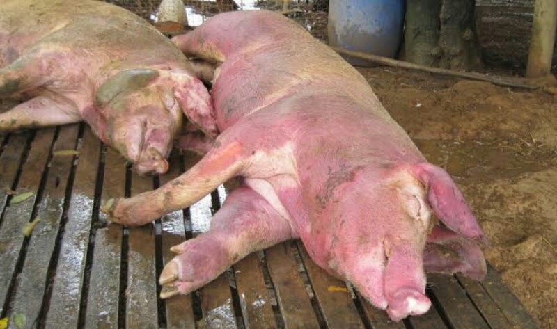 Detail Gambar Penyakit Hewan Babi Nomer 4