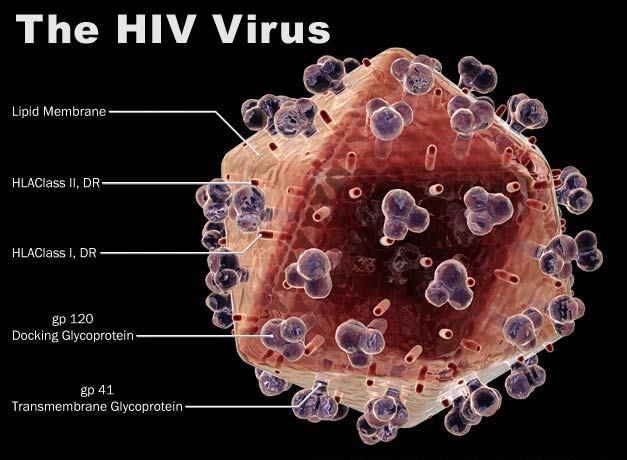 Detail Gambar Penyakit Hiv Nomer 9