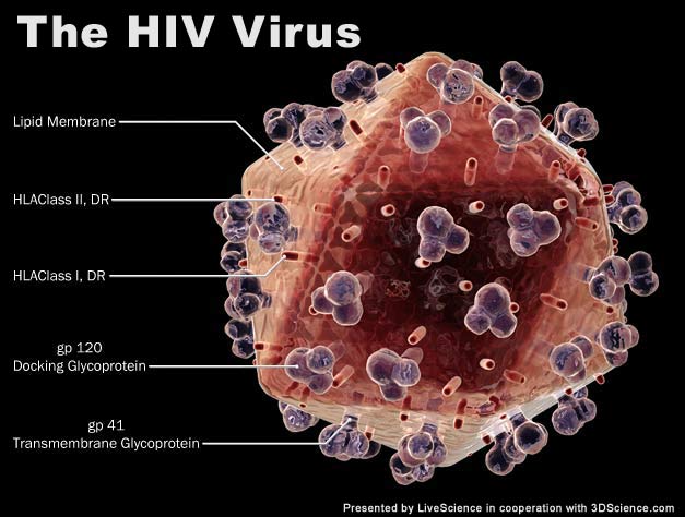 Detail Gambar Penyakit Hiv Aids Nomer 28