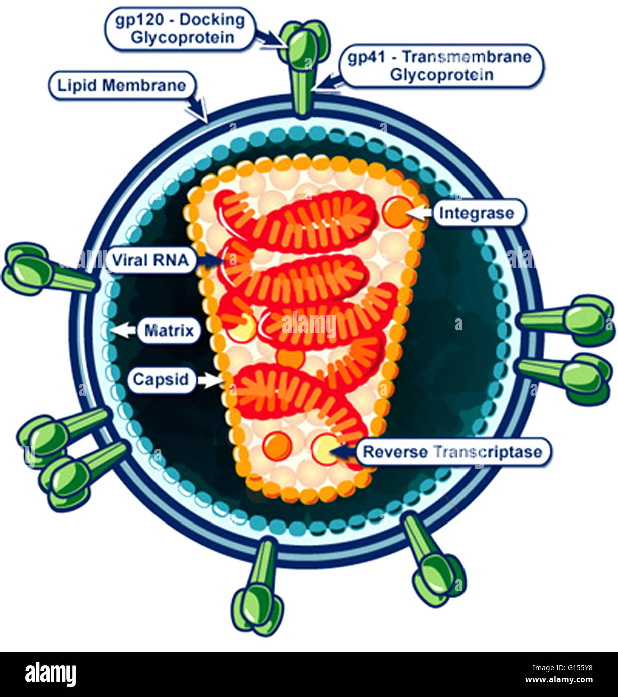 Detail Gambar Penyakit Hiv Aids Nomer 31