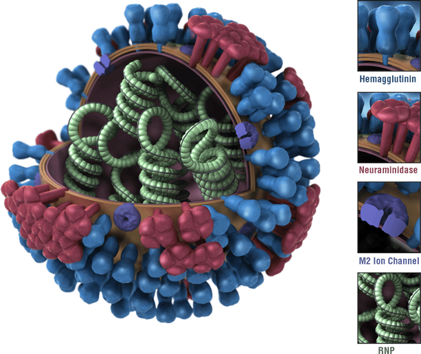 Detail Gambar Penyakit Influenza Nomer 20