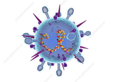 Detail Gambar Penyakit Influenza Nomer 29