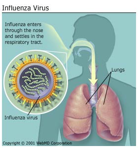 Detail Gambar Penyakit Influenza Nomer 33