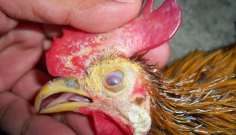 Detail Gambar Penyakit Kulit Ayam Nomer 42