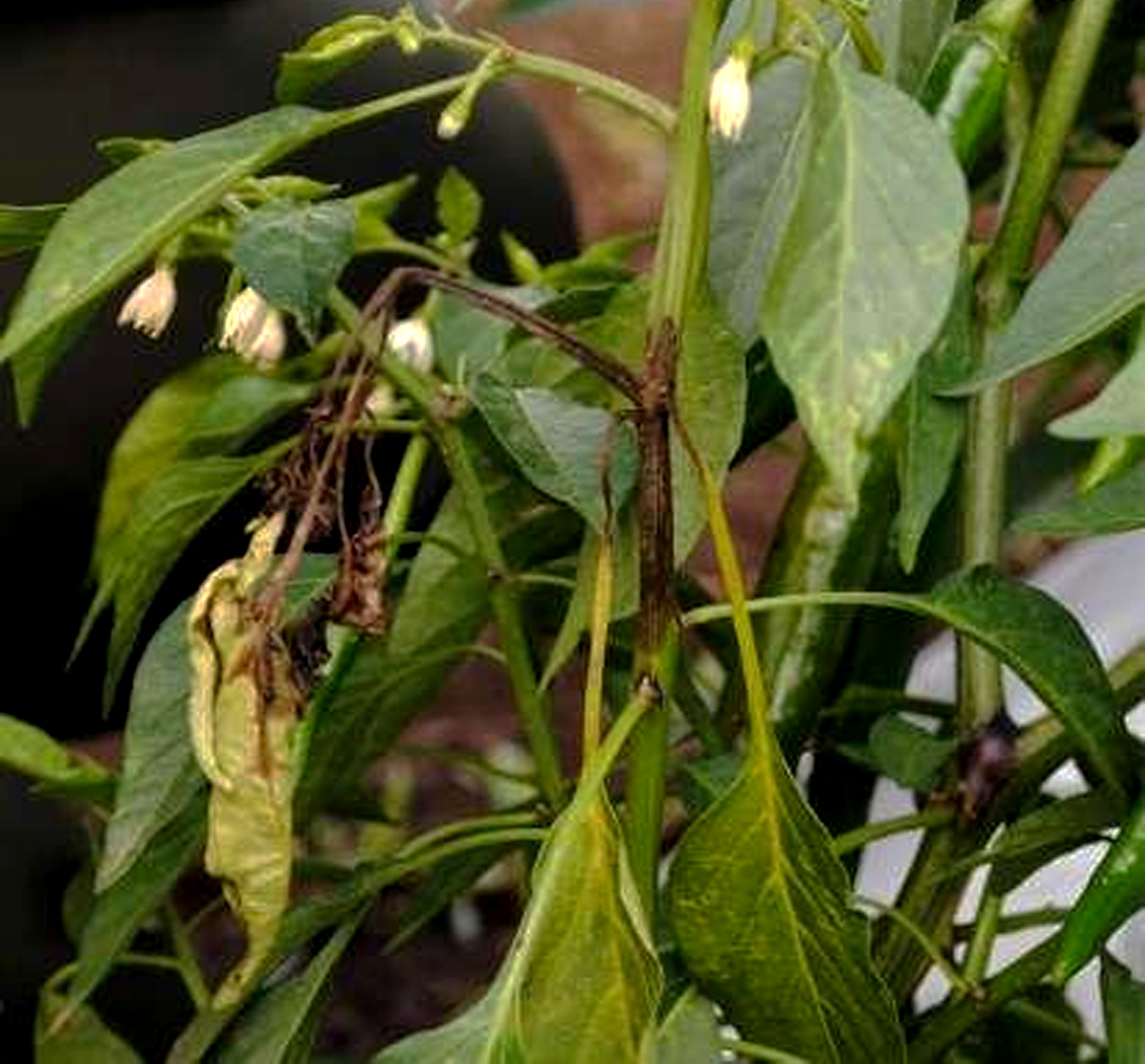 Detail Gambar Penyakit Pada Tanaman Daun Cabai Nomer 29