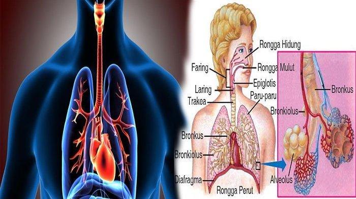 Detail Gambar Penyakit Pernapasan Nomer 33