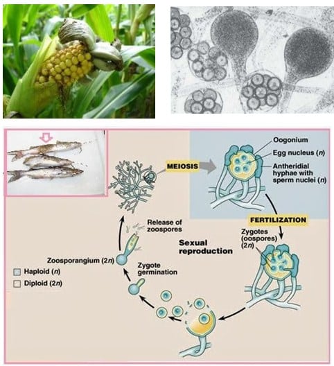 Detail Gambar Penyakit Phytoptora Fragariae Nomer 11