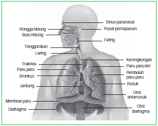 Detail Gambar Penyakit Pleuritis Nomer 32