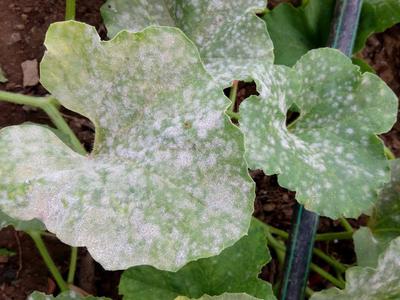 Detail Gambar Penyakit Powdery Mildew Pada Stroberi Nomer 24