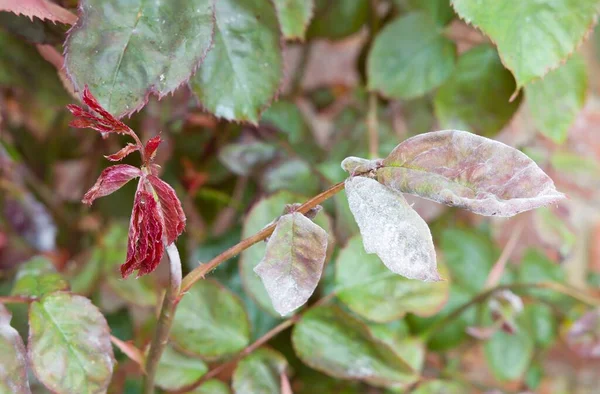 Detail Gambar Penyakit Powdery Mildew Pada Stroberi Nomer 31