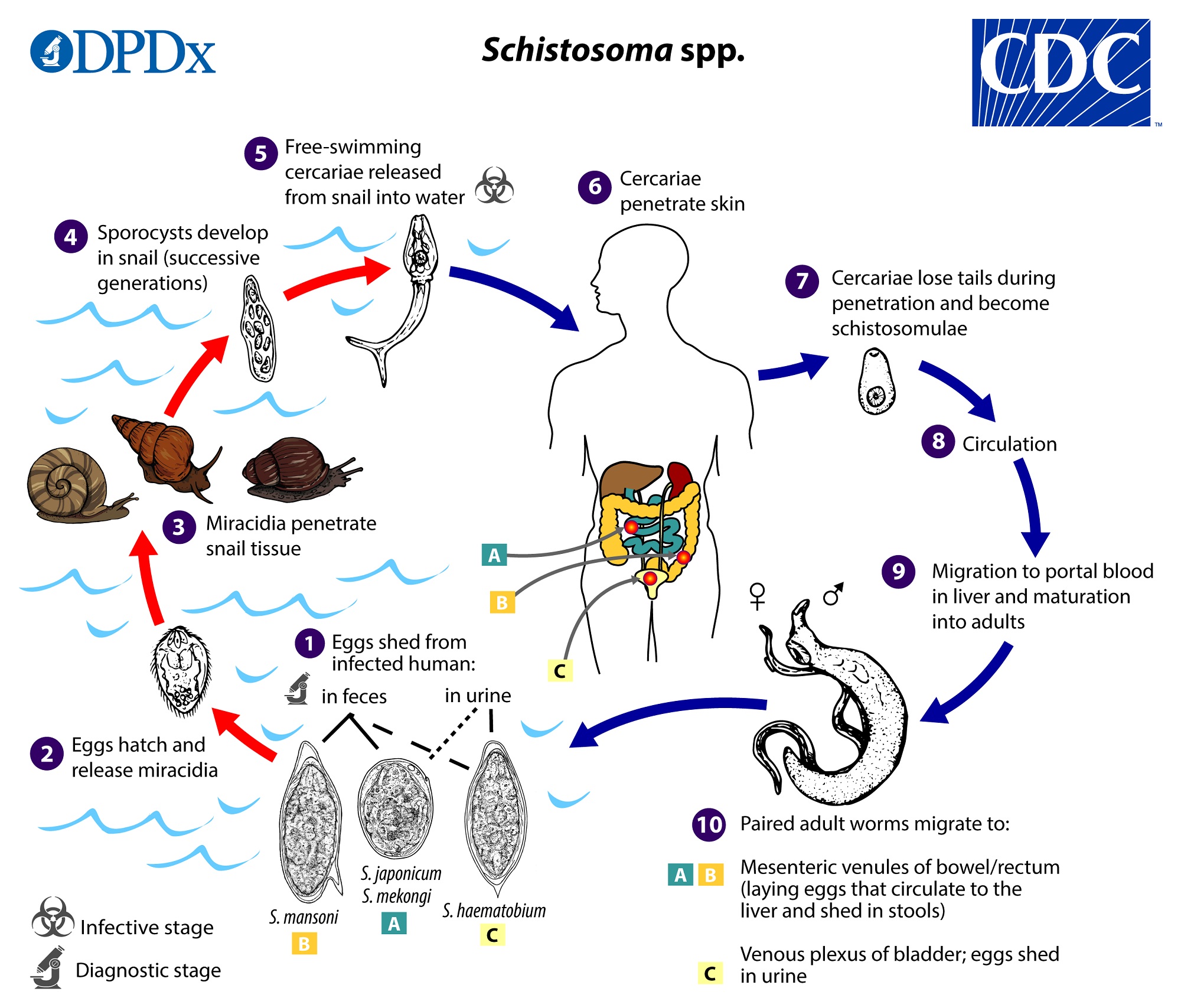 Detail Gambar Penyakit Schistosomoasis Nomer 10