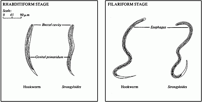 Detail Gambar Penyakit Stongiloiddia Cacing Gelang Nomer 7