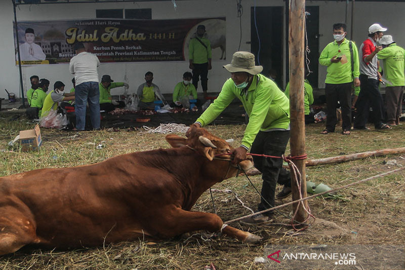 Detail Gambar Penyembelihan Hewan Qurban Nomer 40