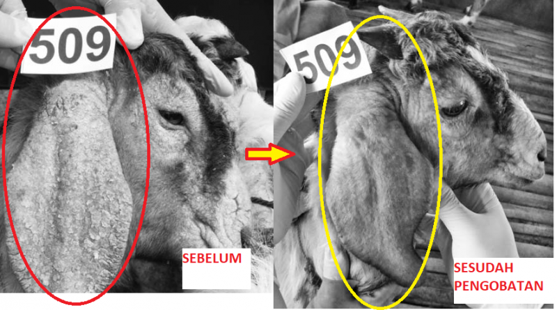 Detail Gambar Penyembuhan Penyakit Melalui Hewan Nomer 15