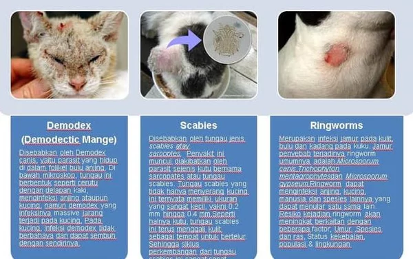 Detail Gambar Penyembuhan Penyakit Melalui Hewan Nomer 43