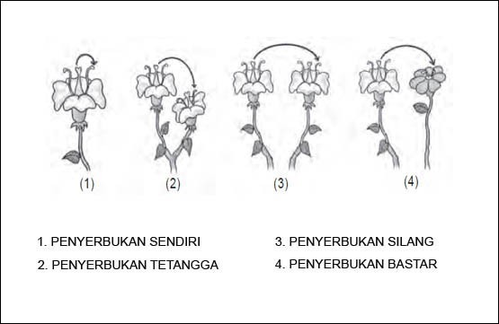 Detail Gambar Penyerbukan Bastar Nomer 10