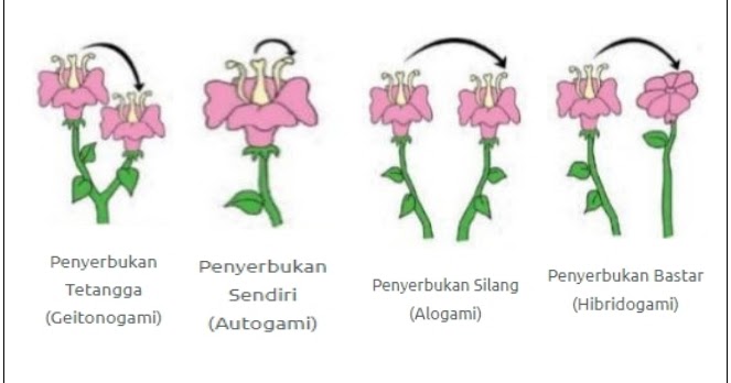 Detail Gambar Penyerbukan Bunga Nomer 11