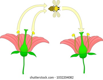 Detail Gambar Penyerbukan Bunga Nomer 48