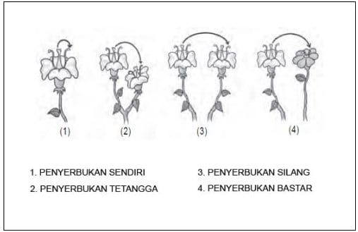 Detail Gambar Penyerbukan Sendiri Nomer 13