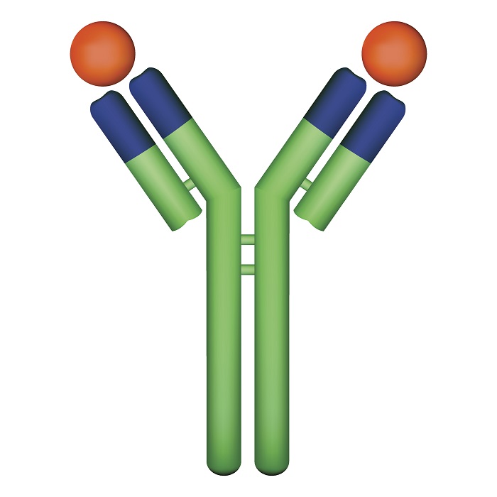 Detail Antibody Clipart Nomer 16