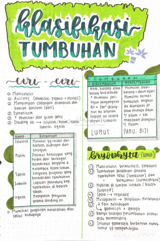 Detail Contoh Taksonomi Tumbuhan Nomer 6