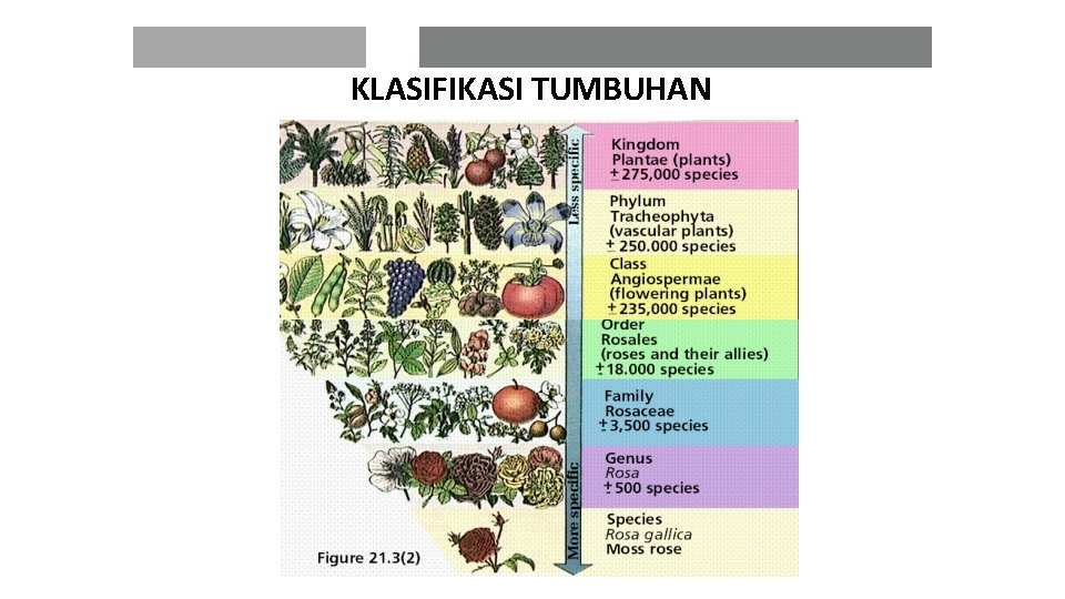 Detail Contoh Taksonomi Tumbuhan Nomer 51