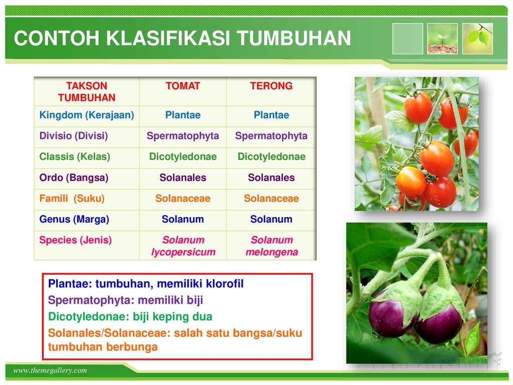 Detail Contoh Taksonomi Tumbuhan Nomer 9