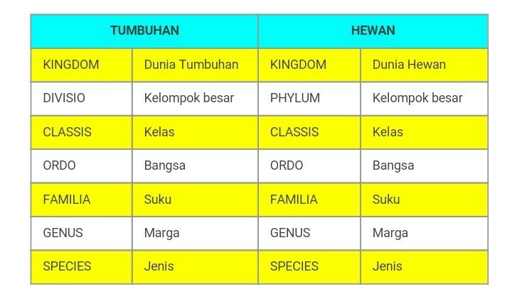 Detail Contoh Taksonomi Tumbuhan Nomer 10